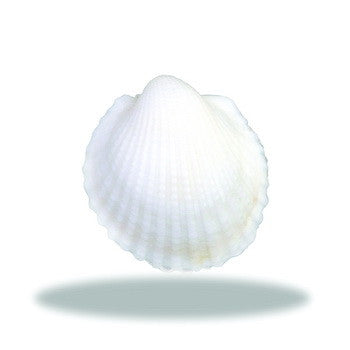 Charm, Fan Shell,  Set/3