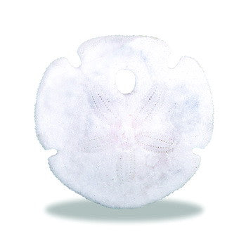 Charm, Sand Dollar, Set/3