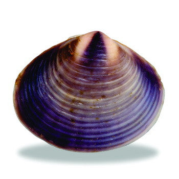 Charm, Shell, Purple, Set/3