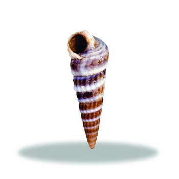 Charm, Vexillum, Purple,Set/3